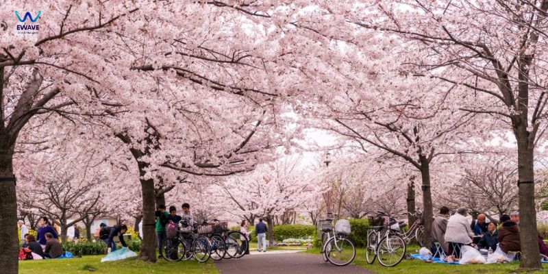 Hoa anh đào nở rộ tại công viên Ueno