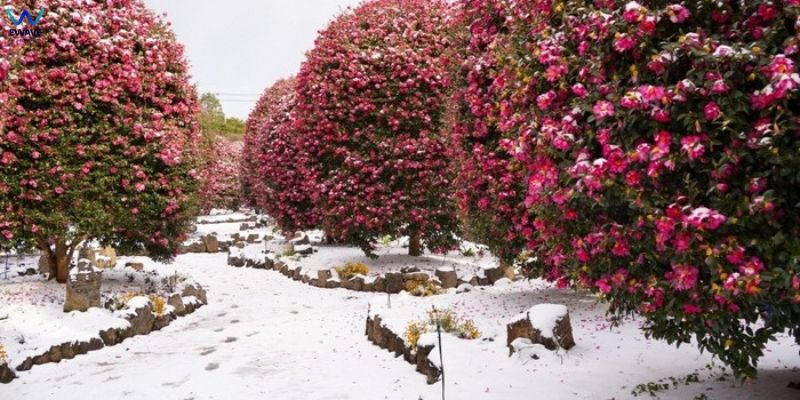 Đồi Camellia ở đảo Jeju vào tháng 2.